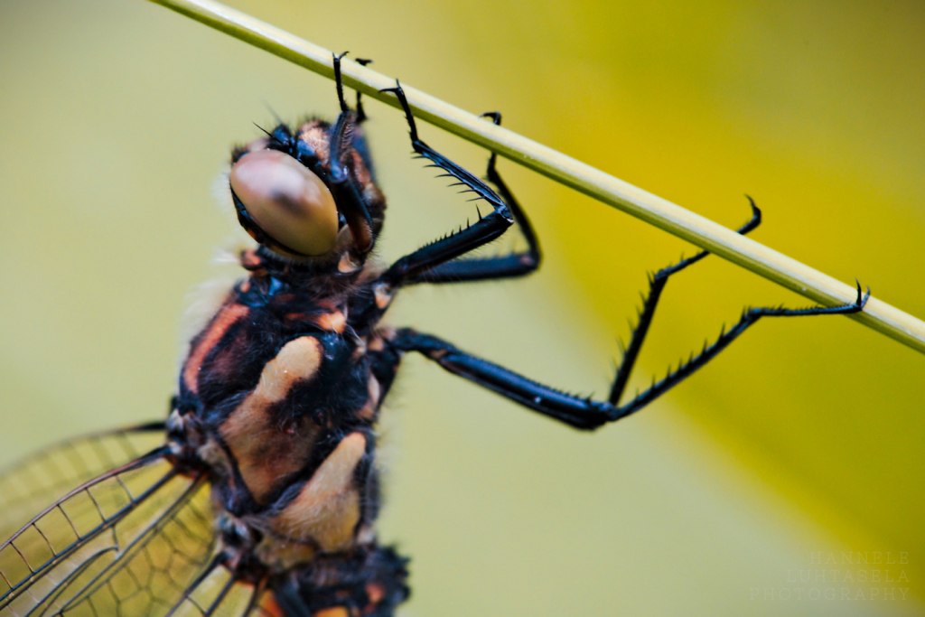 Dragonfly at Rest